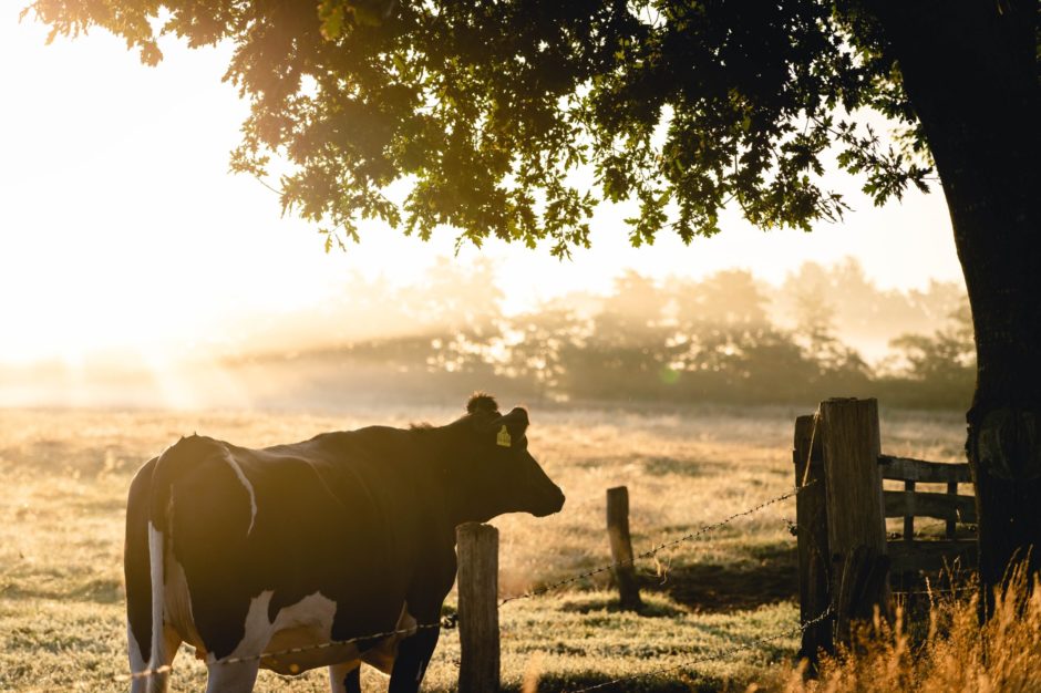 black-and-white-cow-in-front-of-green-leafed-tree-1276235 Laiterie de Kerguilet